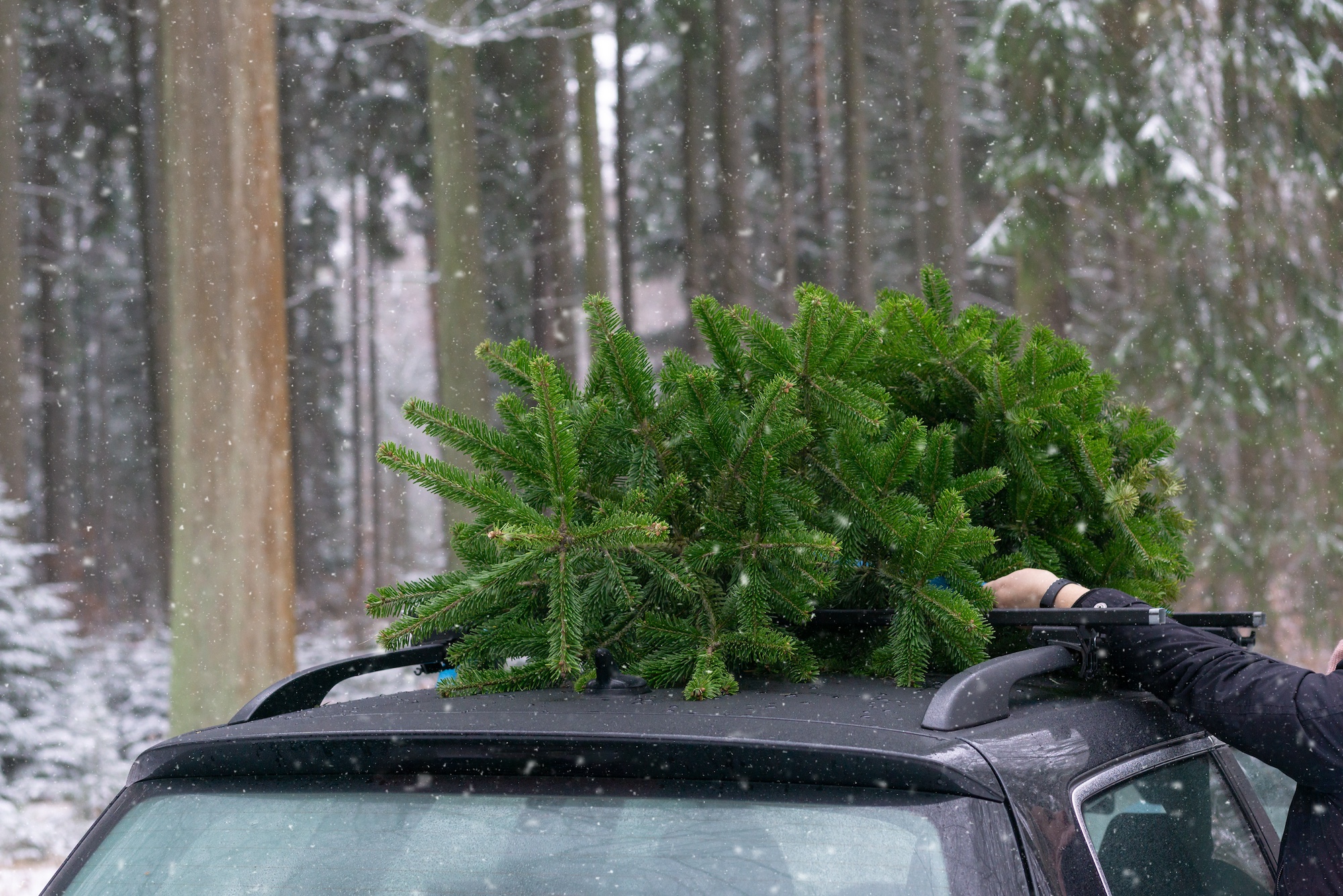 Caucasian Woman Tying Fresh Cut Christmas Tree To A Roof Of A Car Lifestyle Celebration Relationship Concept